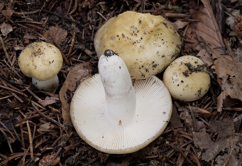 Russula violeipes